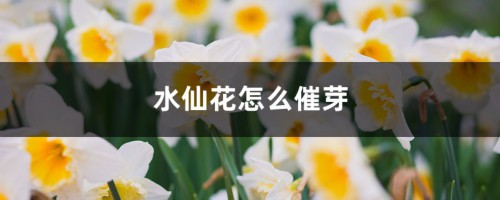 水仙花怎么催芽