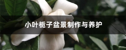 小叶栀子盆景制作与养护