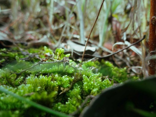 苔藓